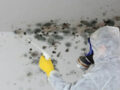 mold removal company