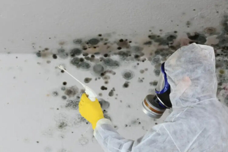 mold removal company